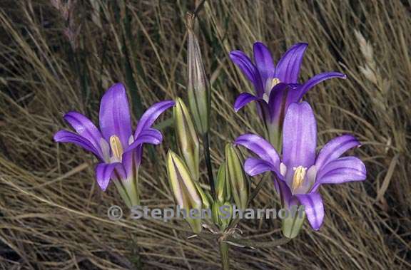 brodiaea elegans ssp elegans 1 graphic